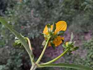 Smooth beggarticks(Bidens laevis)