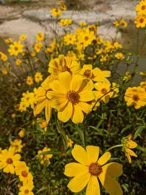 Smooth beggarticks(Bidens laevis)
