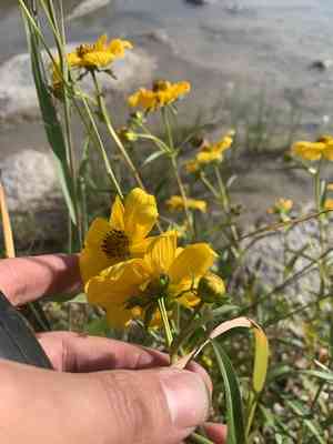 Smooth beggarticks(Bidens laevis)