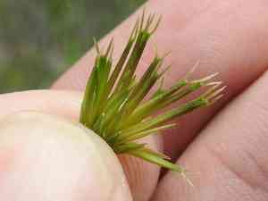 Fewflower beggarticks(Bidens leptocephala)