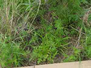 Fewflower beggarticks(Bidens leptocephala)