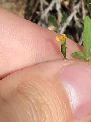 Fewflower beggarticks(Bidens leptocephala)
