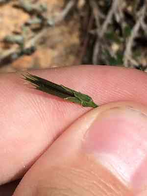 Fewflower beggarticks(Bidens leptocephala)