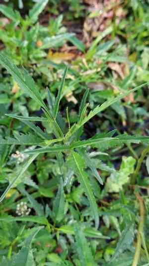 Smallfruit beggarticks(Bidens mitis)