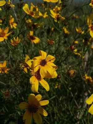 Smallfruit beggarticks(Bidens mitis)