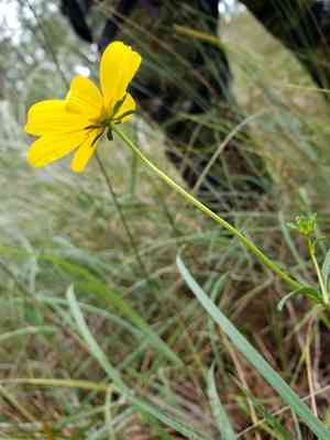 Smallfruit beggarticks(Bidens mitis)