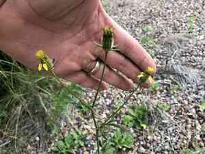 Slimlobe beggarticks(Bidens tenuisecta)