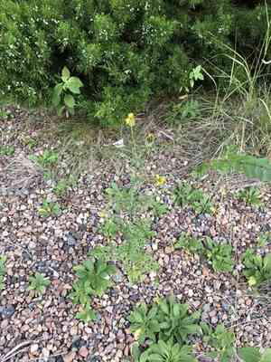 Slimlobe beggarticks(Bidens tenuisecta)