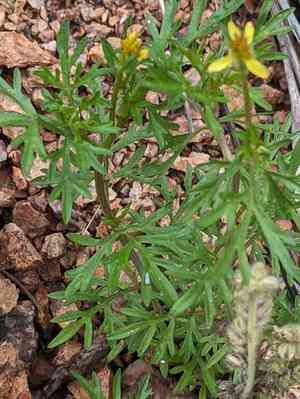 Slimlobe beggarticks(Bidens tenuisecta)