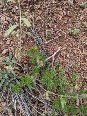 Slimlobe beggarticks(Bidens tenuisecta)