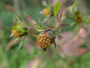 Three-Lobe Beggartick(Bidens tripartita)