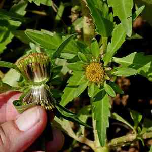 Three-Lobe Beggartick(Bidens tripartita)