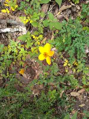 Gold Coin(Bidens triplinervia)