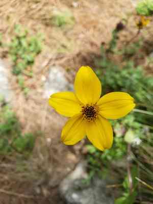 Gold Coin(Bidens triplinervia)