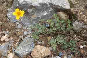 Gold Coin(Bidens triplinervia)