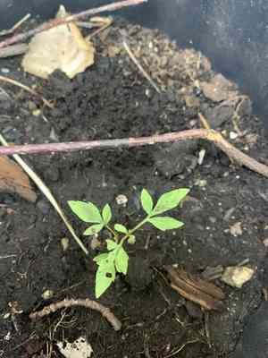Beggarticks (Bidens)(Bidens)