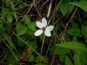 Beggarticks (Bidens)(Bidens)