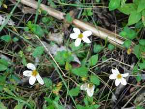 Beggarticks (Bidens)(Bidens)