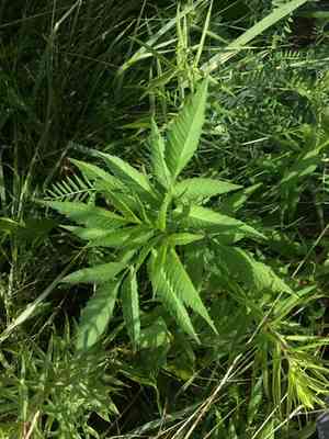 Beggarticks (Bidens)(Bidens)