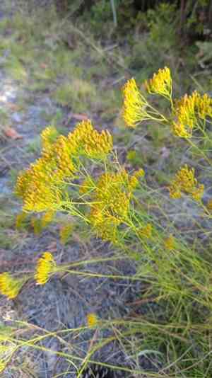 Nuttall's rayless goldenrod(Bigelowia nuttallii)