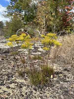 Nuttall's rayless goldenrod(Bigelowia nuttallii)