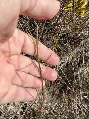 Nuttall's rayless goldenrod(Bigelowia nuttallii)