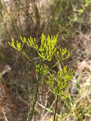 Nuttall's rayless goldenrod(Bigelowia nuttallii)