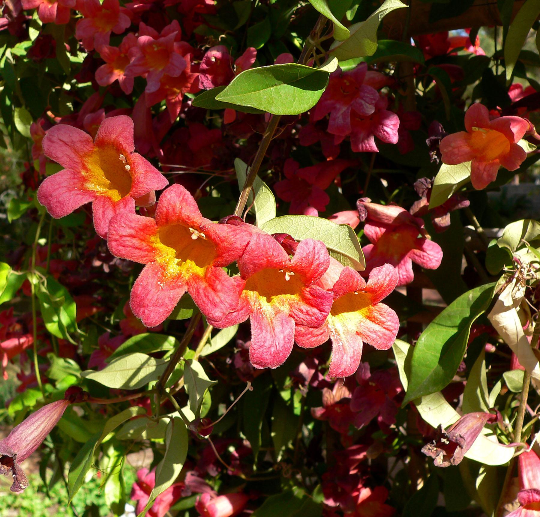 Crossvine