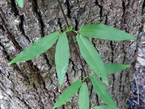 Crossvine(Bignonia capreolata)