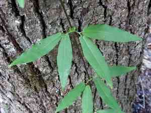 Crossvine(Bignonia capreolata)