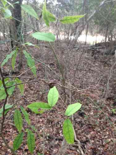 Crossvine(Bignonia capreolata)