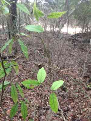 Crossvine(Bignonia capreolata)