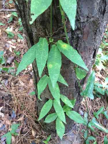 Crossvine(Bignonia capreolata)