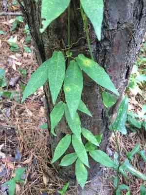 Crossvine(Bignonia capreolata)