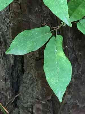 Crossvine(Bignonia capreolata)