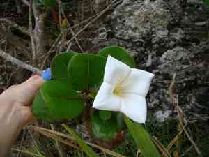 Torchwood(Bikkia tetrandra)