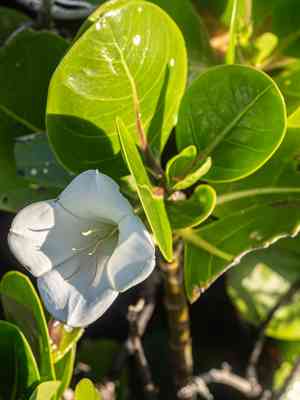 Torchwood(Bikkia tetrandra)