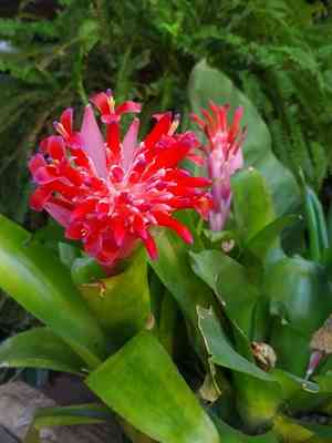 Flaming torch(Billbergia pyramidalis)