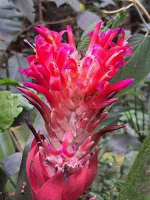 Flaming torch(Billbergia pyramidalis)