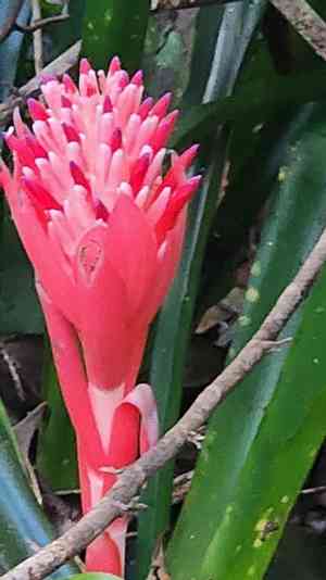 Flaming torch(Billbergia pyramidalis)