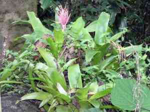 Flaming torch(Billbergia pyramidalis)