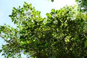 Chinese bishopwood(Bischofia polycarpa)