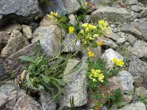Buckler mustard(Biscutella laevigata)