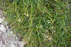 Buckler mustard(Biscutella laevigata)
