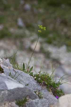 Buckler mustard(Biscutella laevigata)