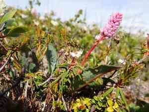 Meadow bistort(Bistorta plumosa)