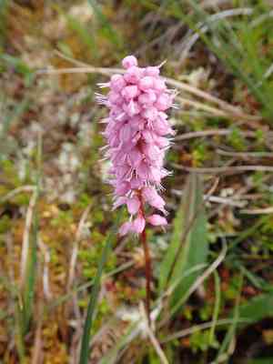 Meadow bistort(Bistorta plumosa)