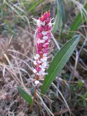 Meadow bistort(Bistorta plumosa)