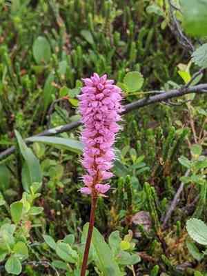 Meadow bistort(Bistorta plumosa)