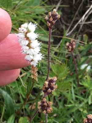 Serpent grass(Bistorta vivipara)